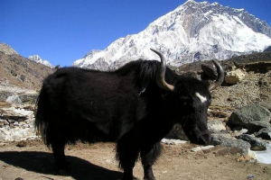 Mongol bika vagy vad yak